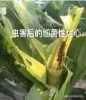 玉米后期病害有哪些,玉米芯腐烂是什么病怎样防治