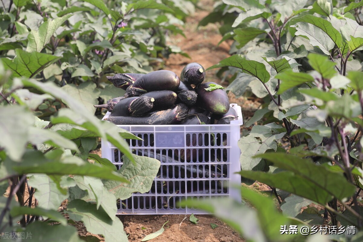 蔬菜实用种植小技巧视频,种植蔬菜最好的小技巧