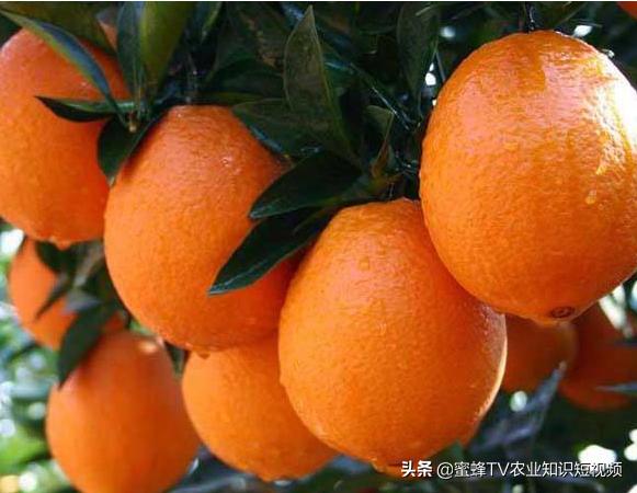 脐橙采完果要怎么管理明年产量高,脐橙冬季修剪后如何管理