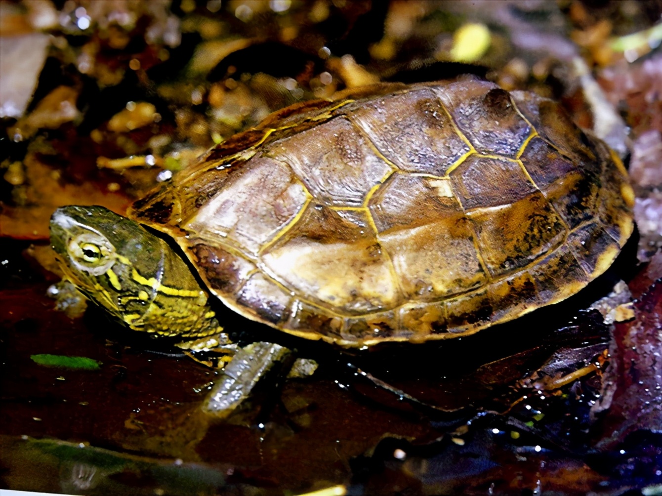 龟类大百科,大眼睛龟类