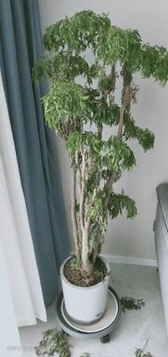 第一次买绿植要注意什么,第一次买绿植