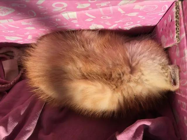 流浪猫被好心人收养结果恩将仇报,流浪猫被救下重获新生