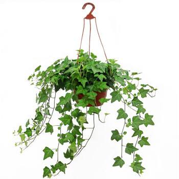 网购的牡丹吊兰怎么栽培,吊兰放车上水培还是栽培