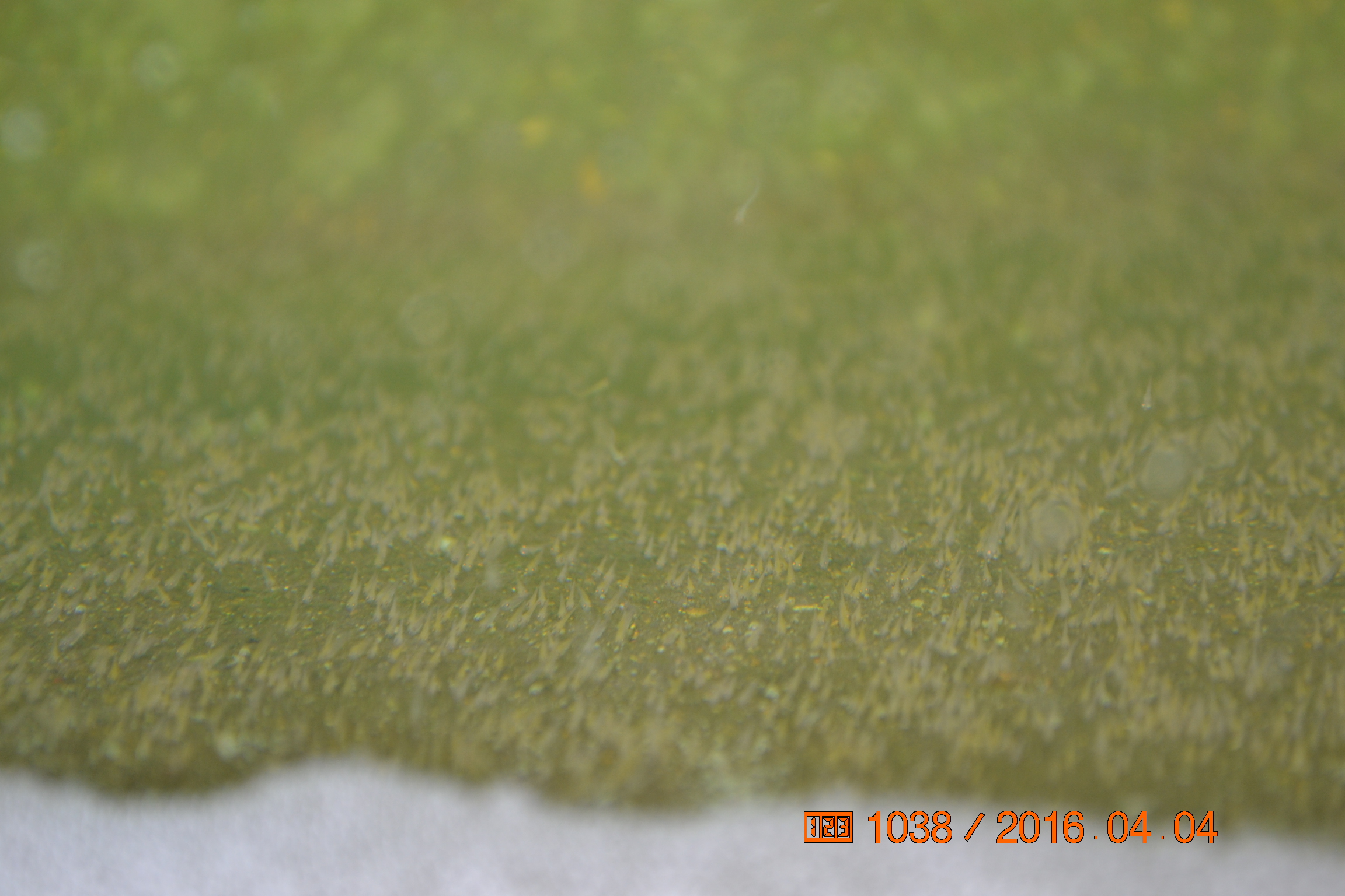 湖南最好的锦鲤养殖基地,湘潭锦鲤养殖