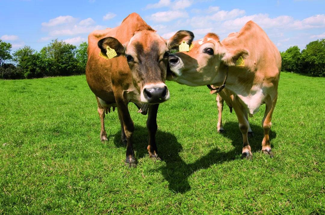 婴儿奶粉麦蔻乐享是大品牌吗,麦蔻乐享奶粉最新视频