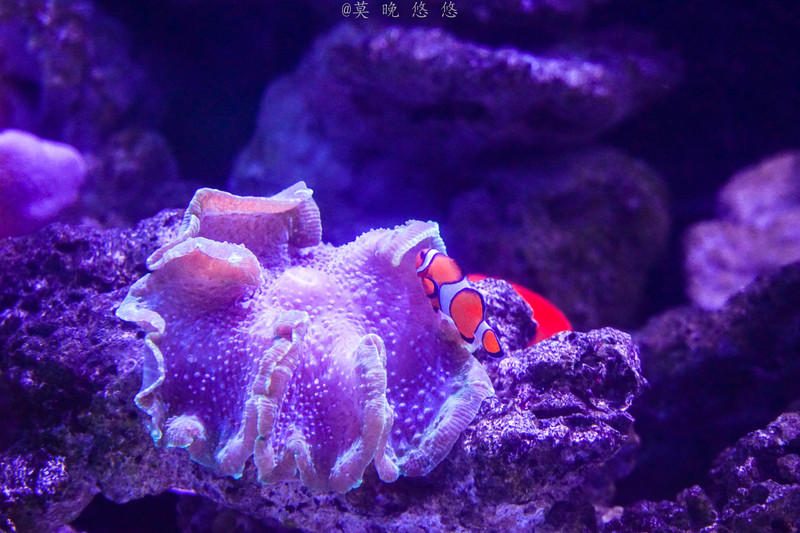 海洋极地海洋世界攻略,正佳极地海洋世界白鲸海象