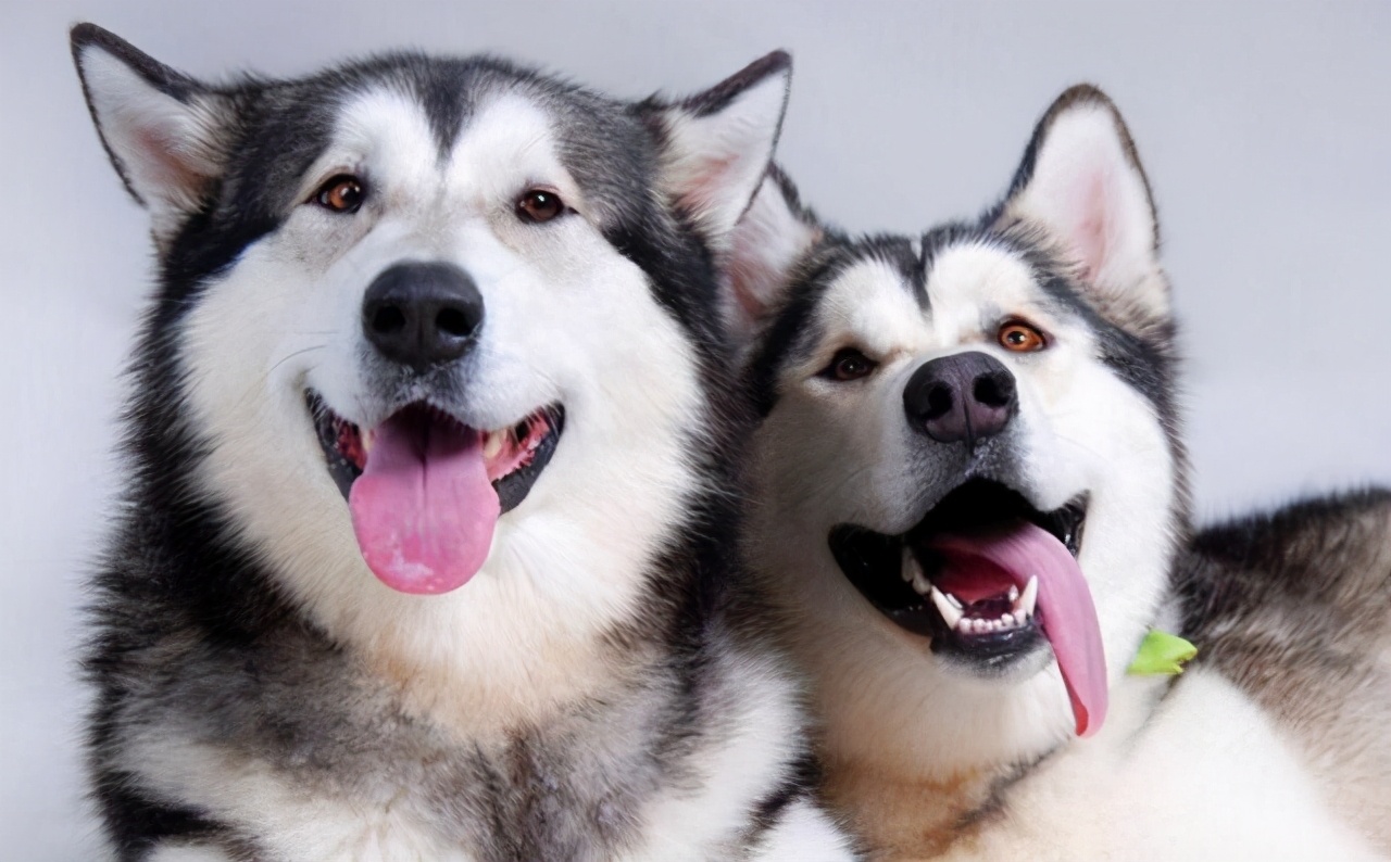 超适合新手养的10种狗狗,这9种狗狗最适合女人养了