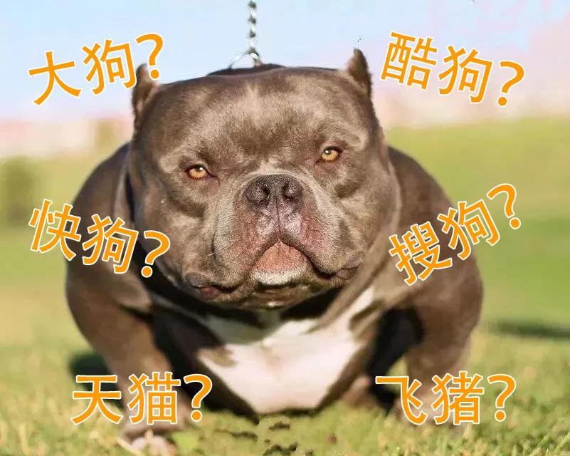 哈弗大狗suv,哈弗suv大狗