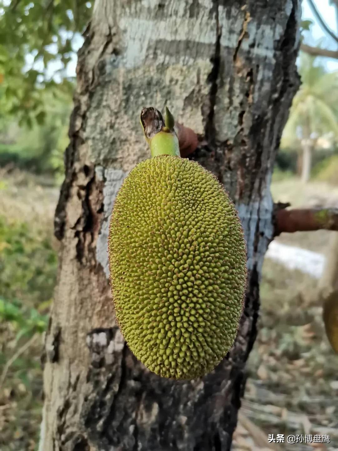 菠萝蜜种子发芽生长过程,热带水果菠萝蜜视频