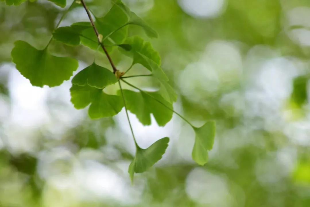 叶天士处方,叶天士的升阳益胃汤的处方