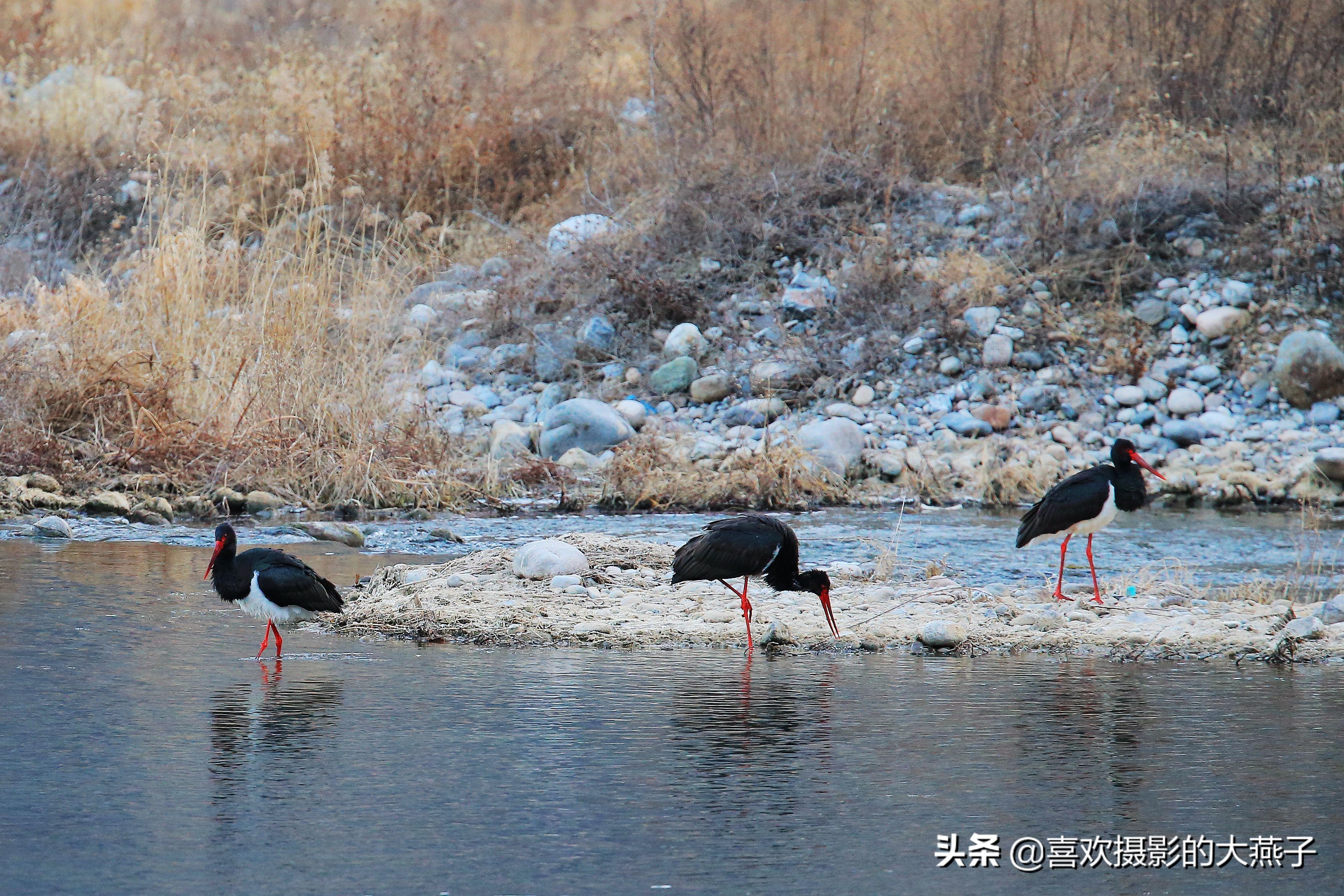 閲庣敓榛戦钩,榛戦钩椋炵繑鍥剧墖
