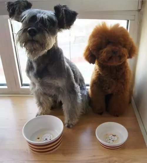 狗狗经常用后腿站立该怎么纠正,狗狗直立行走影响狗狗健康