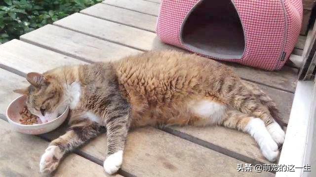 盘点那些平时比较不挑食的猫咪,猫咪挑食只吃加猫罐头的粮怎么办