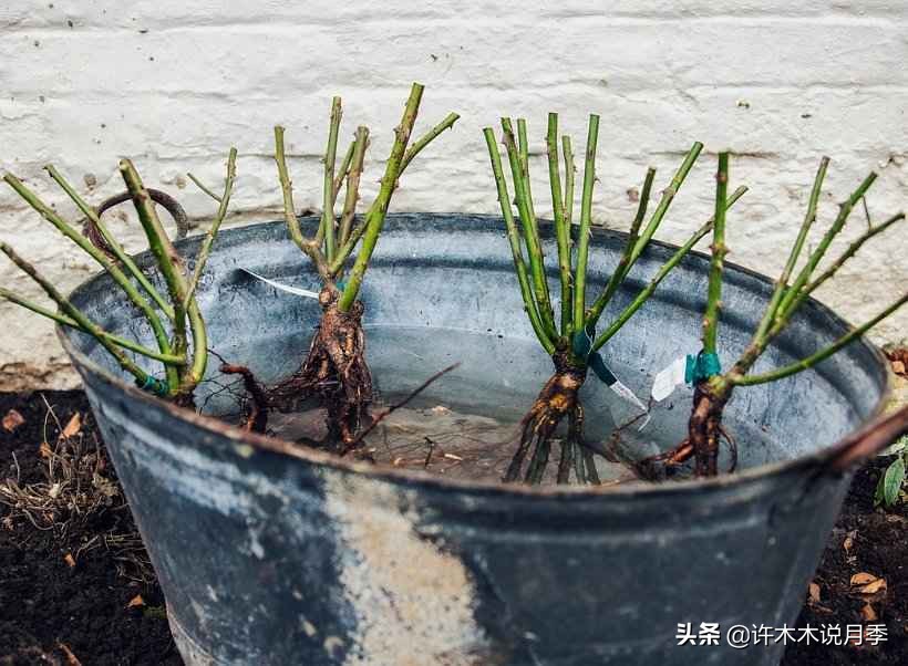 养月季不能忽视的10个问题,新手扫盲教程,快速入门月季养护