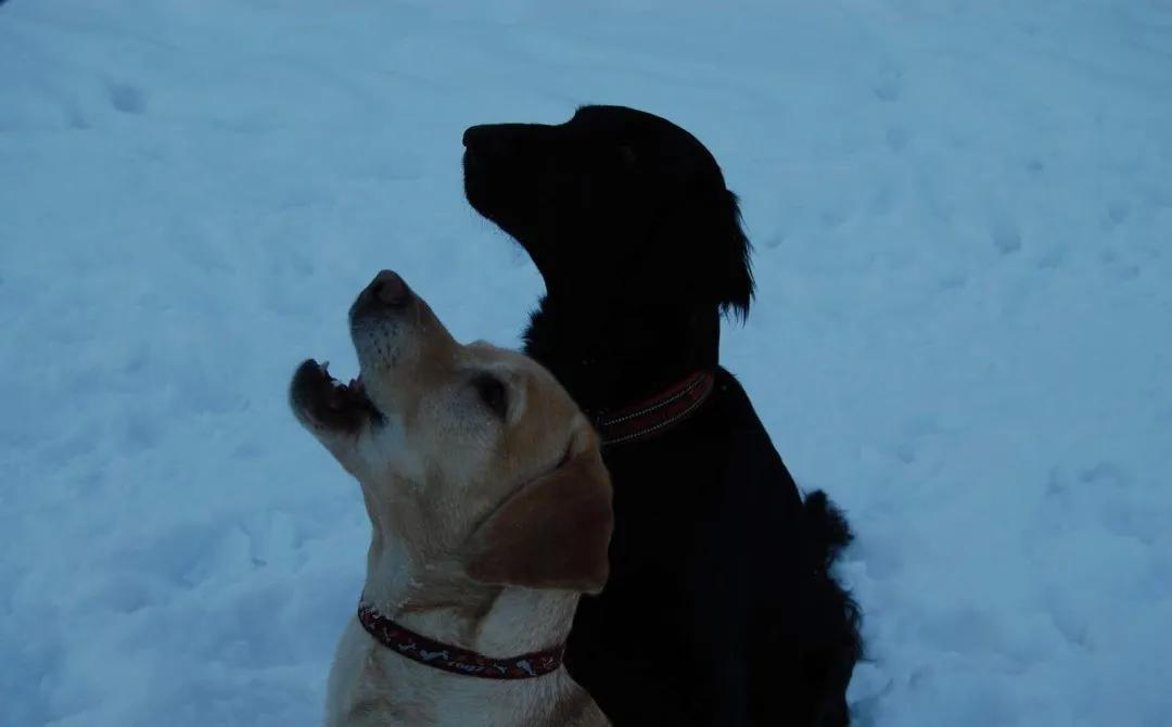 养狗真实感受图片,养狗真实的感受