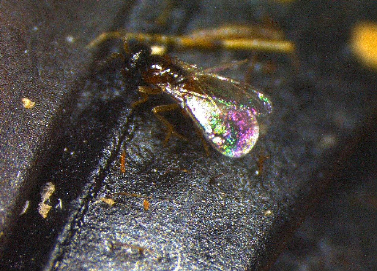 这个秋天碰到白色毛毛虫了吗?其实它们来自大洋彼岸