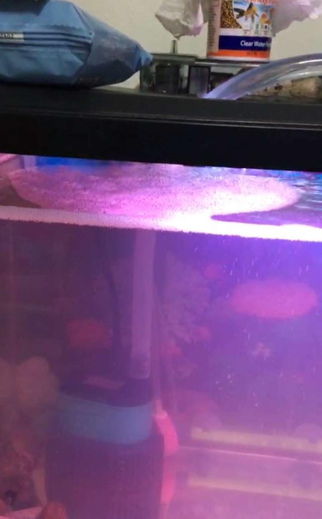 鱼缸水流太大对鱼苗好吗,鱼缸水浑浊对观赏鱼有害吗