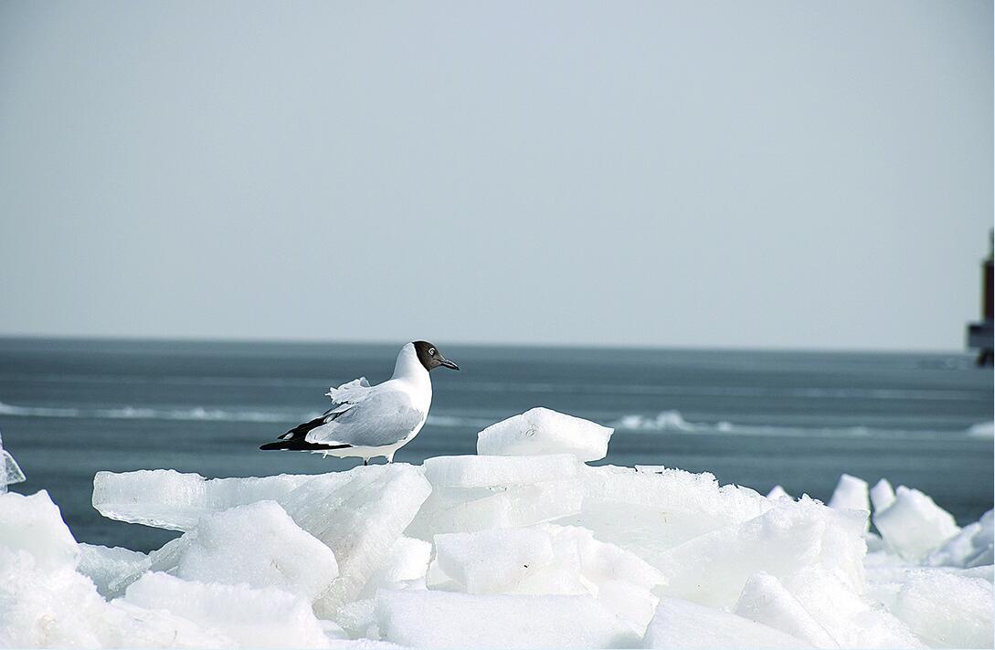 文武双开！快来围观青海湖壮观开湖景象...