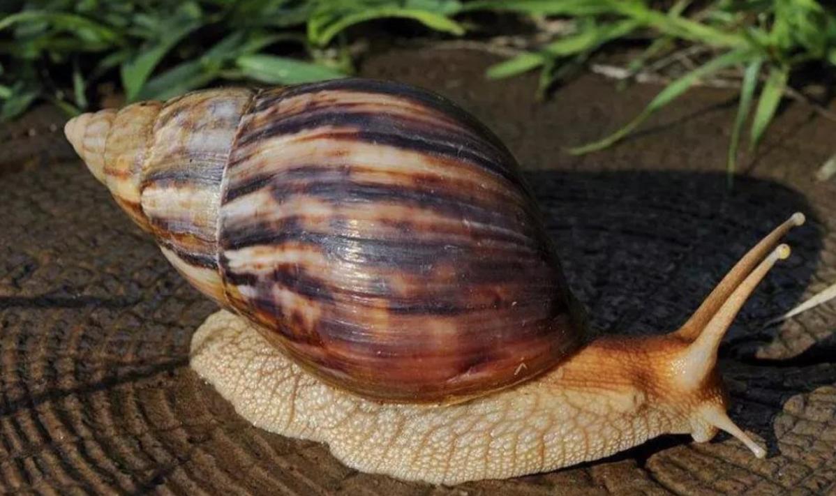 一次可产700粒卵，非洲大蜗牛能吃？摸它就可致命，它到底有多毒