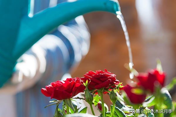 月季应该怎么浇水,月季的浇水注意事项