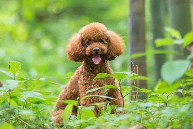 泰迪吠叫训练方法介绍,你家泰迪做过哪些事