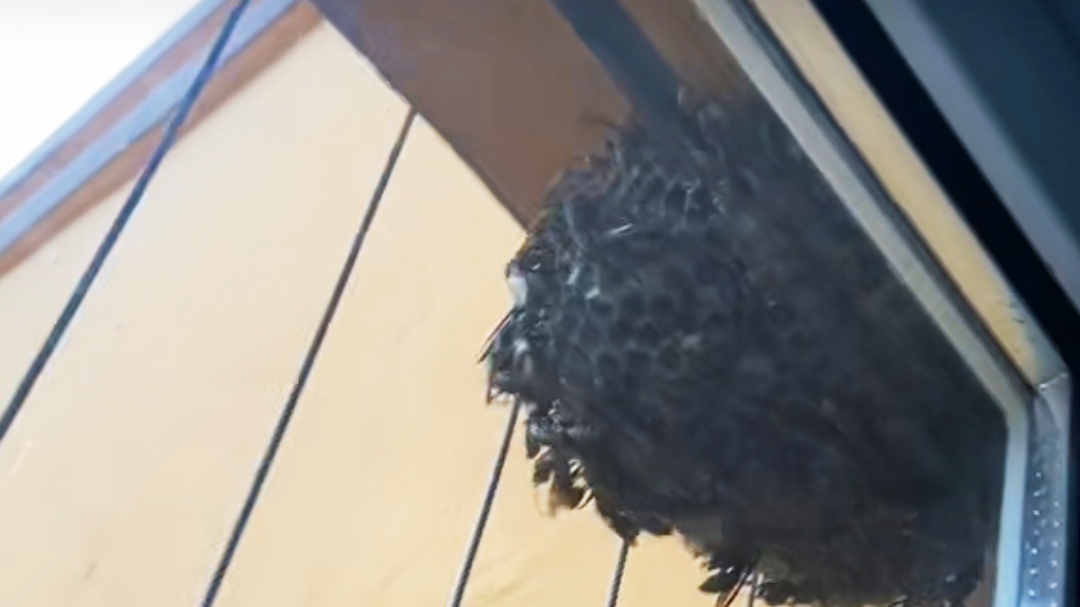 农村室内出现马蜂窝不要怕，3种方法轻松解决，注意安全操作