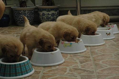 狗粮里有虫子还能吃吗,狗粮里有虫怎么索赔