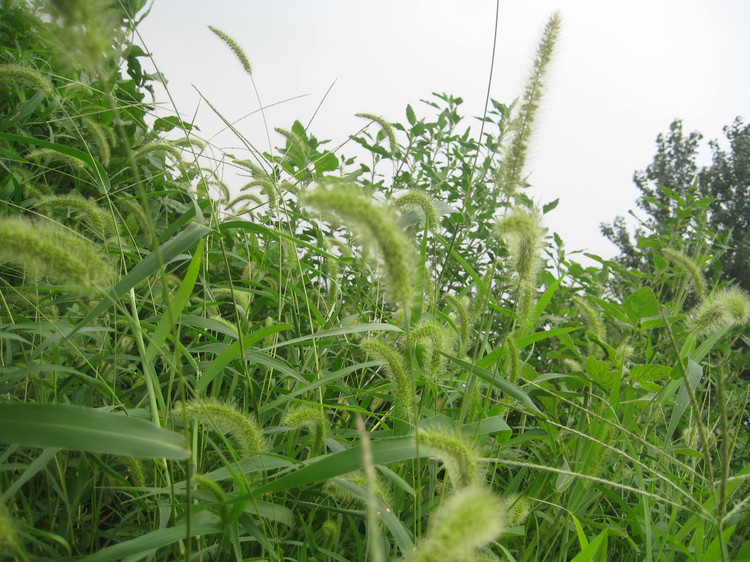 说文解字第339讲,说文解字第143课全集