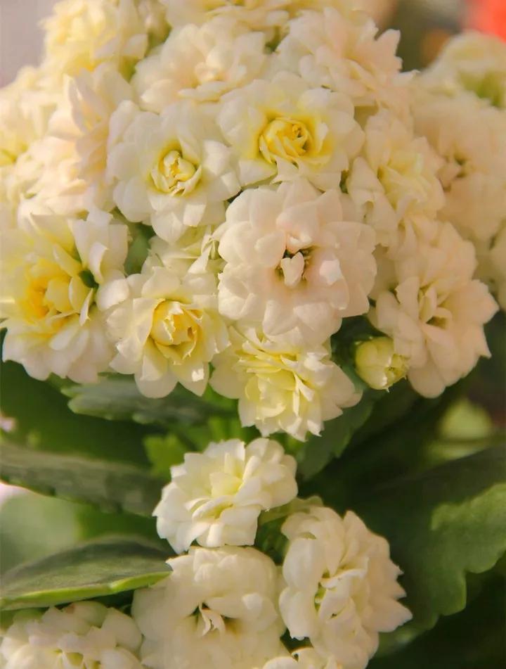 长寿花，寓意好、开花漂亮，花期长，品种多达300个