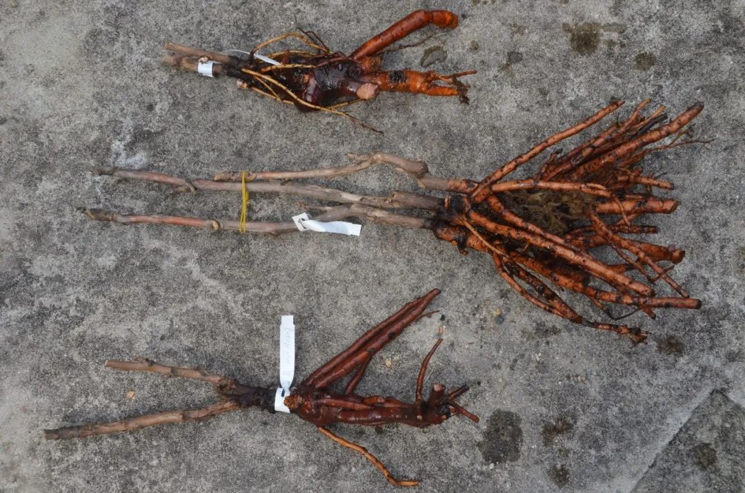 想种花卉怎么种,想要种植花卉大棚怎么入手