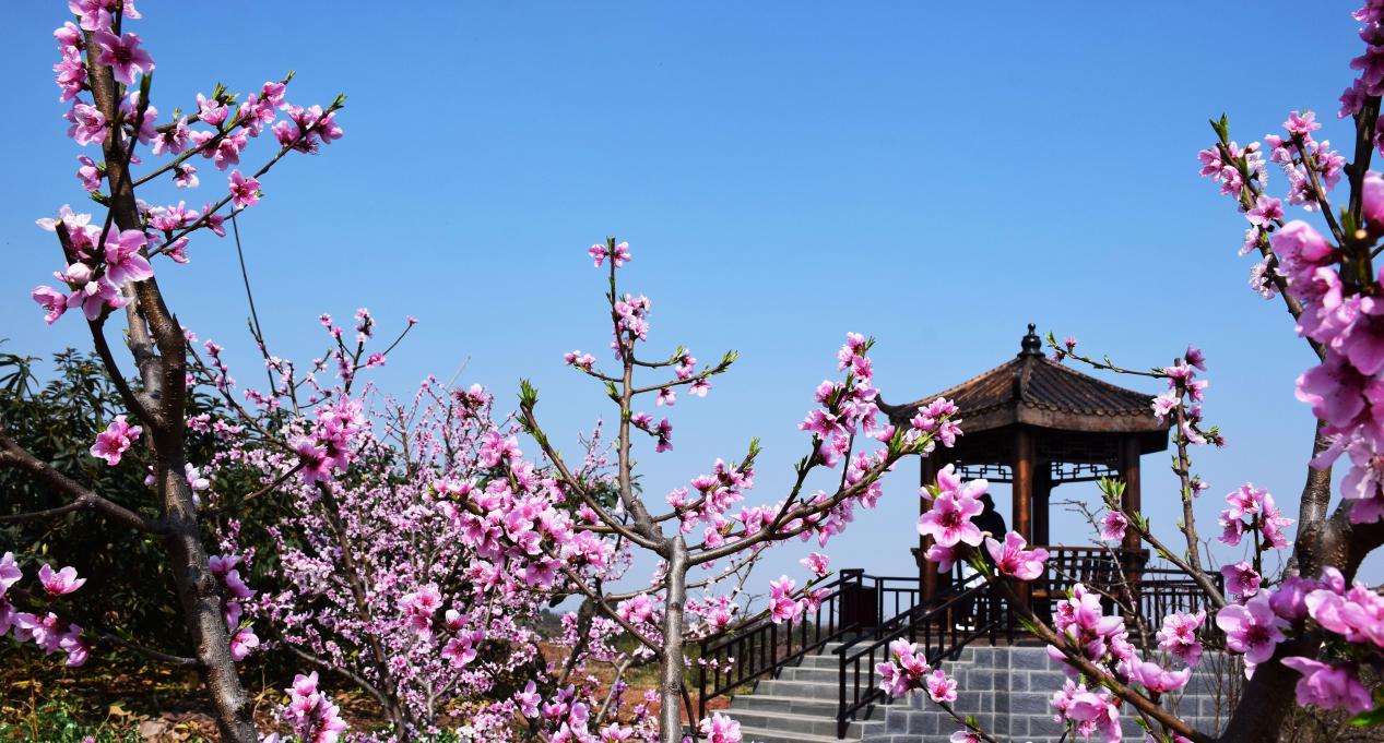 沱江桃花在哪里,沱江赏桃花