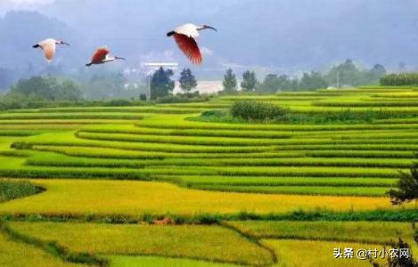 藕田养的泥鳅多少钱一斤,泥鳅养殖技术一亩多少钱