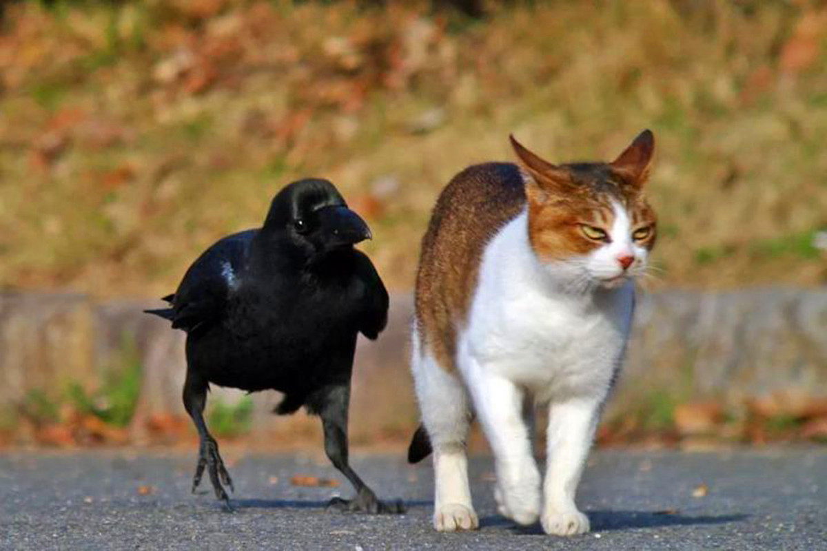 乌鸦为什么能预测凶兆,乌鸦真的是鸟类中智商最高的存在