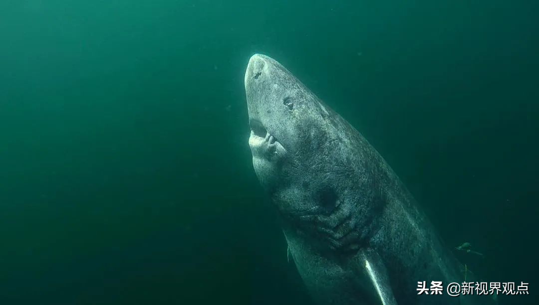 这组很少见的图片，看完知识储备量又增加了