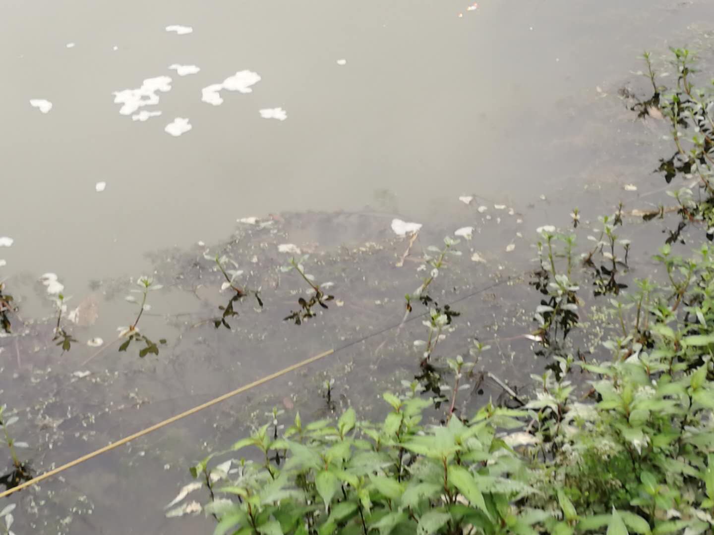 趴地虎怎么钓,趴地虎怎么钓路亚