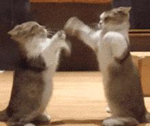 猫界凶暴的5种猫敢养的都是大神,公认最通人性的6种猫