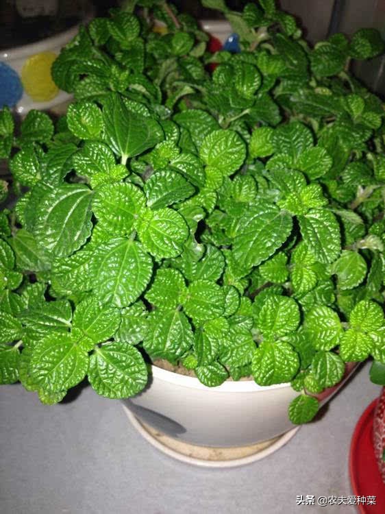 吸烟最怕的植物,宿舍养什么植物能除烟味