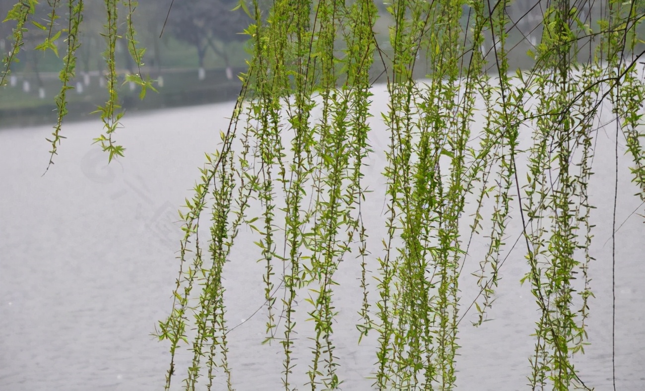 小学生美丽的柳树作文,小学生写春天柳树作文