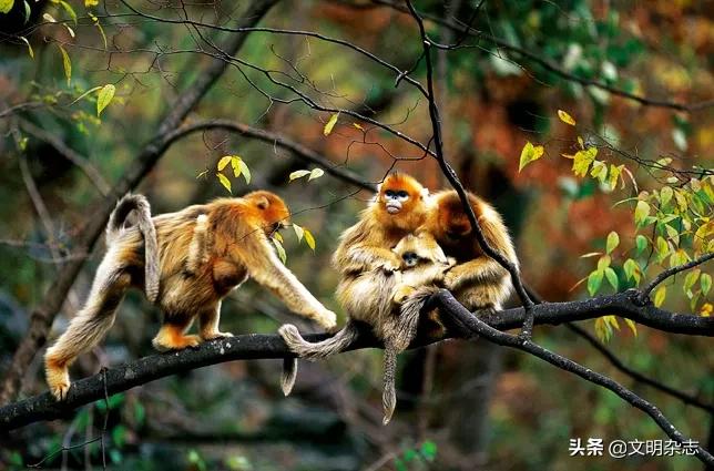 日积月累十二生肖解读,十二生肖四季常青的生肖