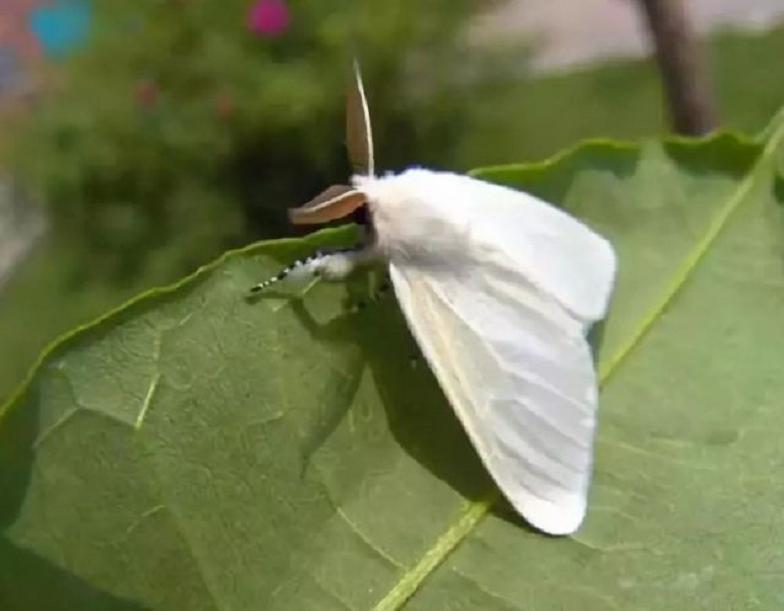 水果里面有虫子吃了会变寄生虫吗,水果虫子是寄生虫吗