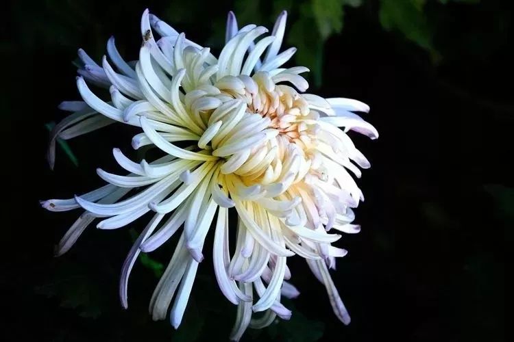 花中四君子菊花国画用笔,花中四君子菊花高清图片