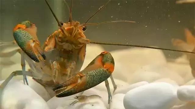 水泥池养龙虾有假的吗,龙虾水泥池养殖方法图解