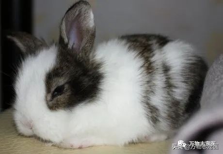 兔兔要死之前的征兆,兔兔突然死亡的原因