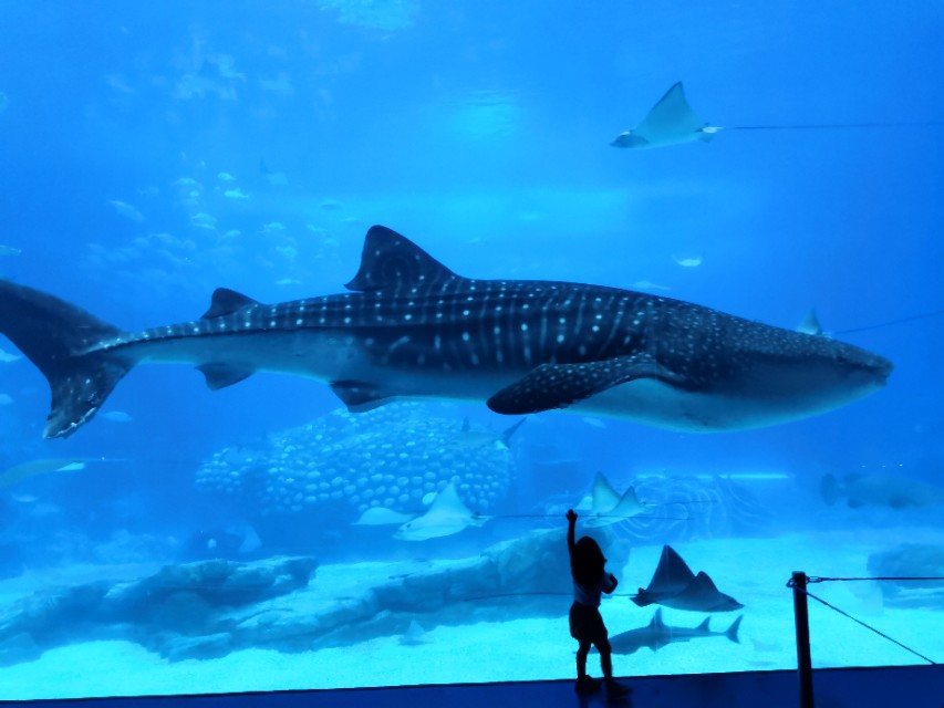 旅游珠海长隆海洋王国,畅游珠海长隆海洋王国