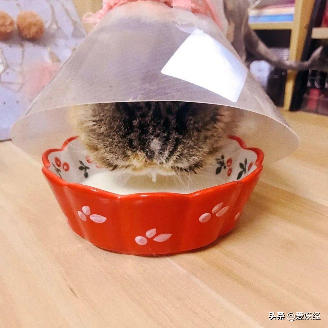 修正宠物羊奶粉测评,reddog红狗羊奶粉测评