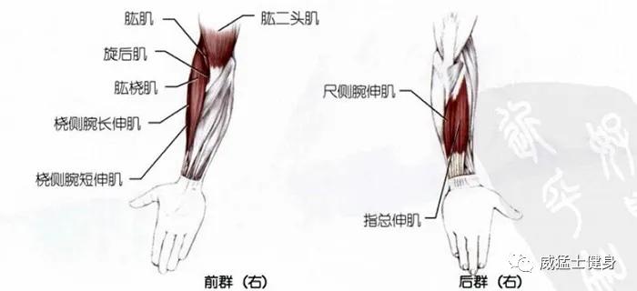 小臂腕屈和腕伸肌怎么拉伸,手臂拉伸动作外旋