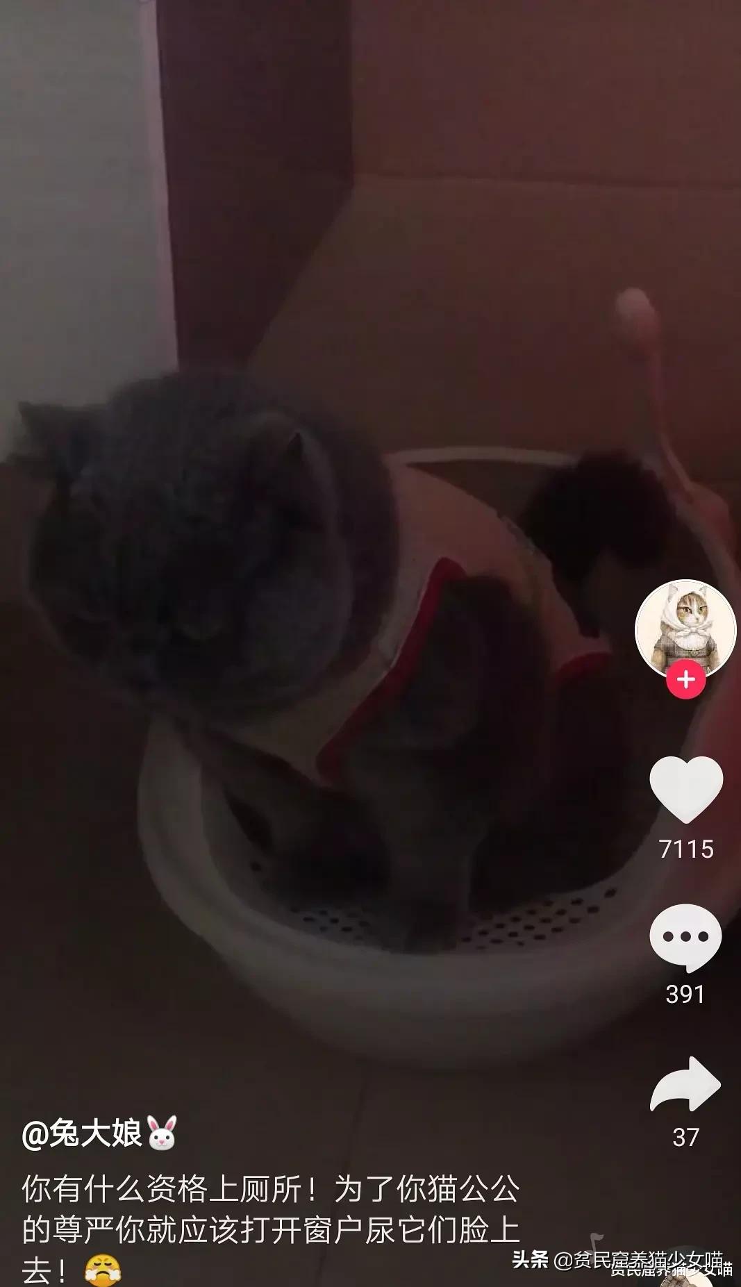 鸟的报复,鸟的报复心有多强