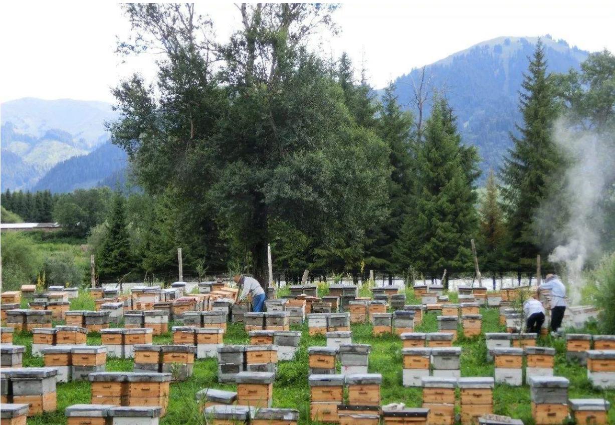 尼勒克县在天山脚下,尼勒克县离天山有多远