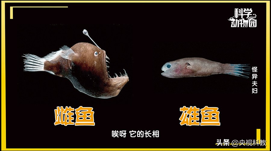 澶ц穼鐪奸暅,澶ц穼鐪奸暅鍜屽嚭涔庢剰鏂欑殑鍖哄埆