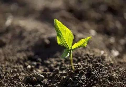 玉米播种后气温低种子烂不烂,玉米脱粒时烂芯碎粒怎么回事